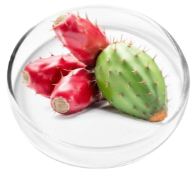 Nervovive Prickly Pear