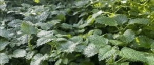 Cooal Ease Menthol