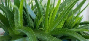 Cool Ease Aloe Vera