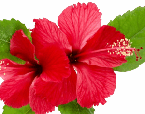 Flexigenics_Hibiscus_Sabdariffa-