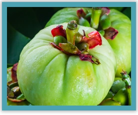 Garcinia Cambogia