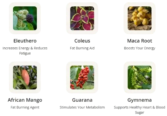 GlucoTonic Ingredients